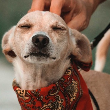 Sepultamento Pet em Inhaúma