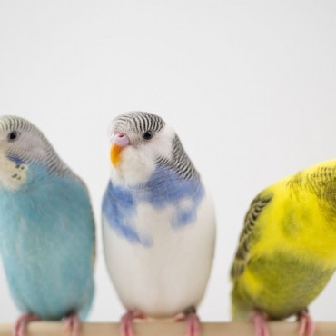 Cemitério de Aves em Inhaúma