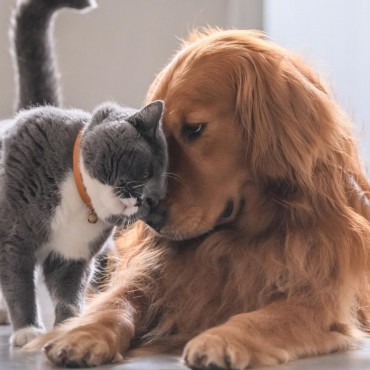 Cemitério de Animais em Inhaúma