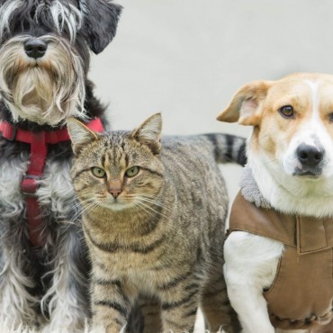 Sepultamento Pet Coletivo em Inhaúma