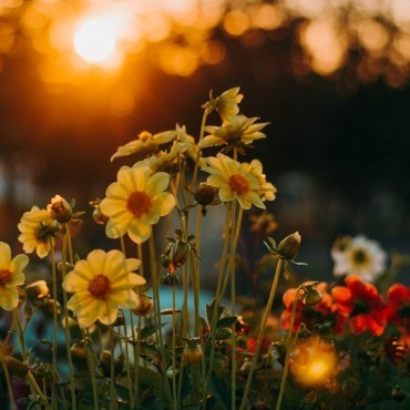 Cremação Pet em Inhaúma