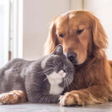 Funerária de Animais em Inhaúma