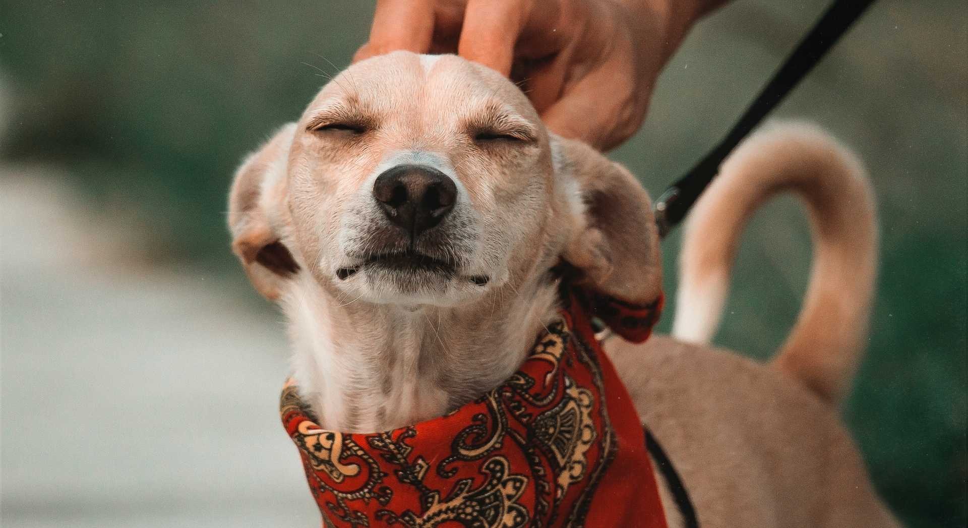 Sepultamento Pet