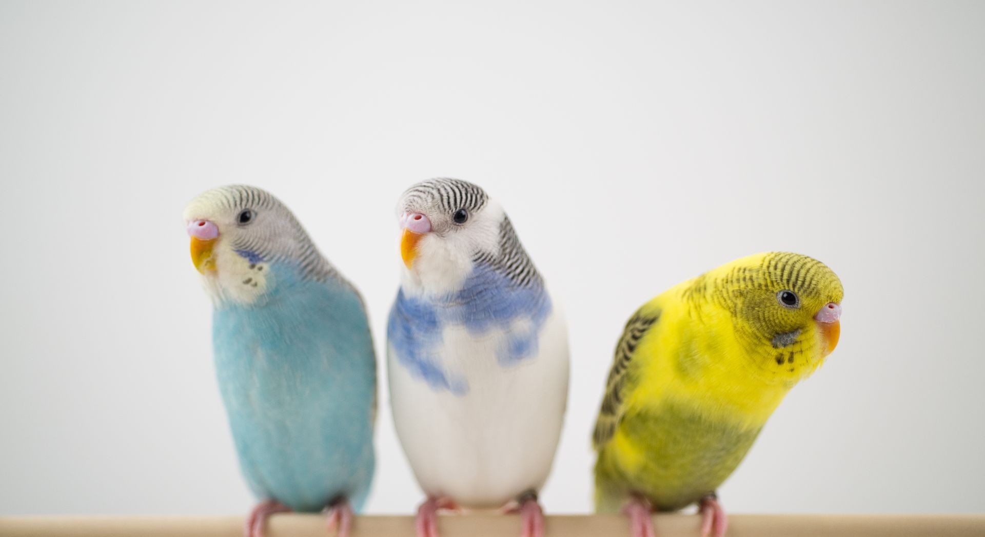 Cemitério de Aves