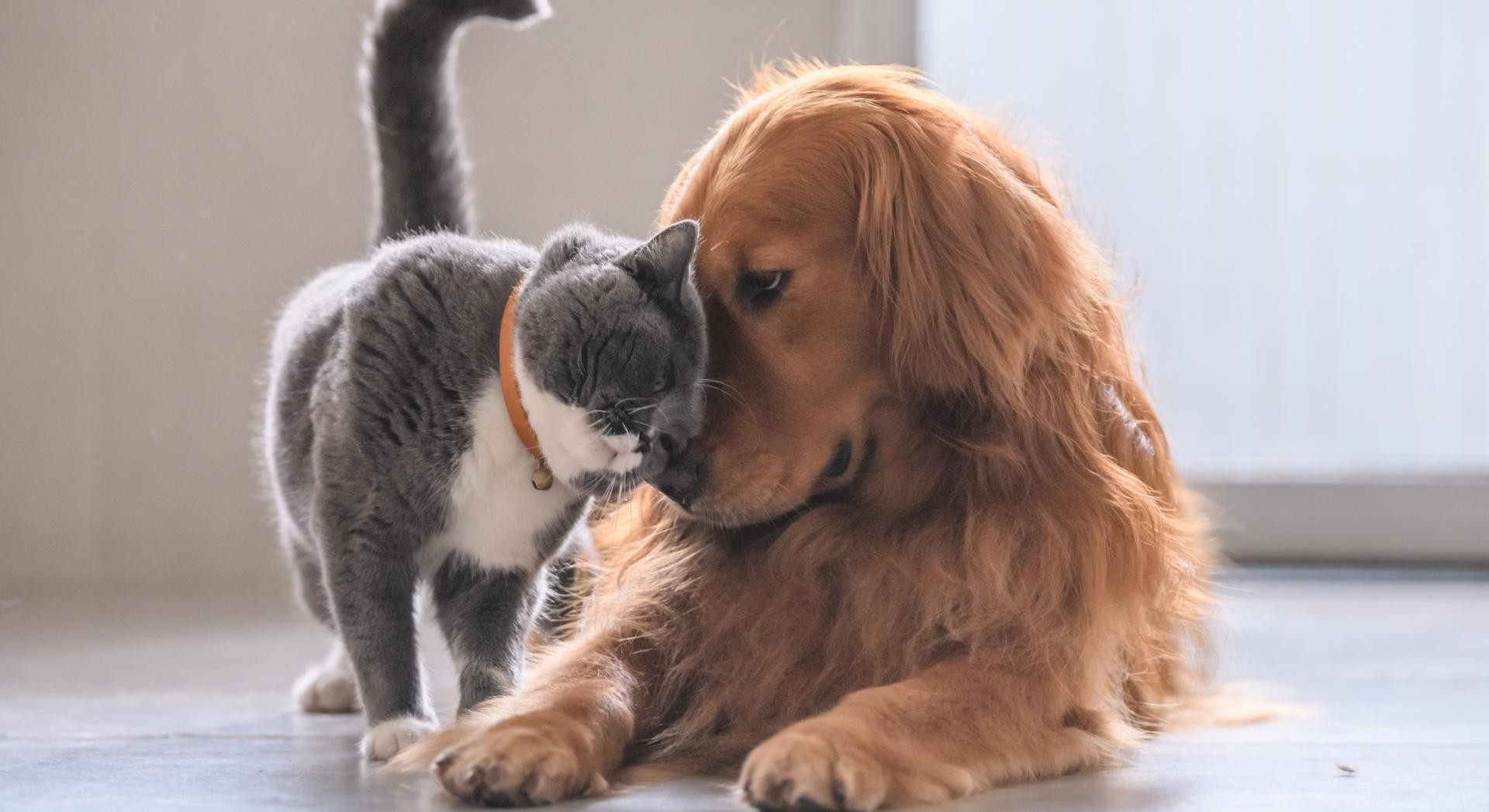 Cemitério de Animais