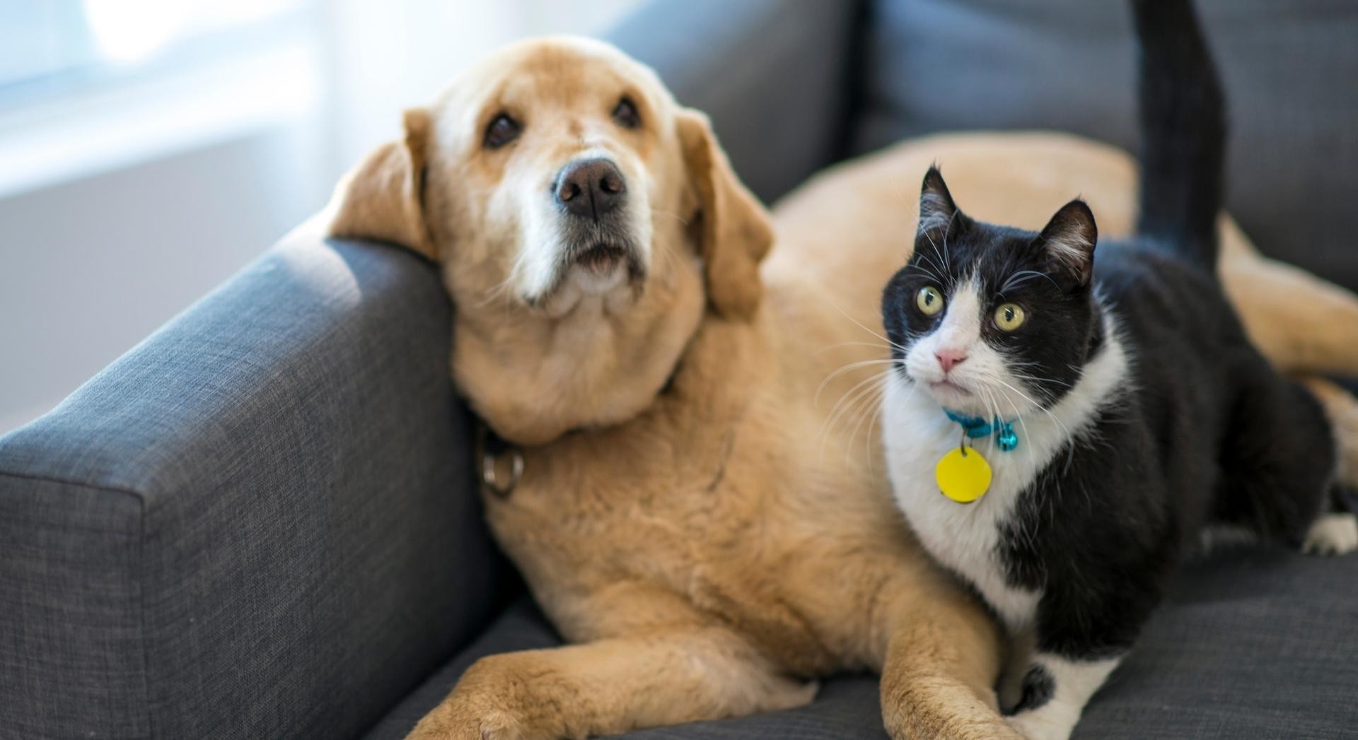 Sepultamento Pet Compartilhado