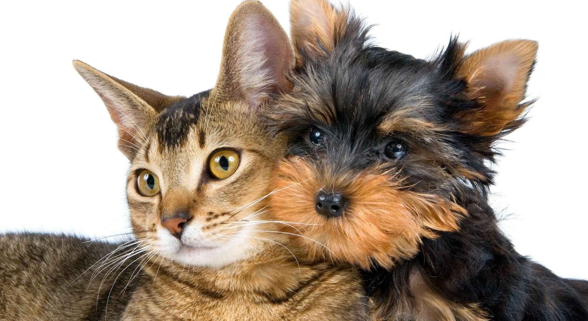 Cemitério Pet